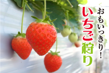 いちご狩り