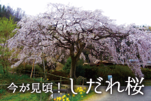 しだれ桜