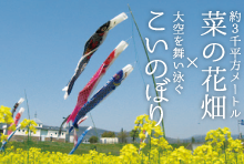 こいのぼり